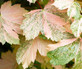 Acer Simon Louis Freres Variegated Sycamore 5-6ft Supplied in a 7.5 Litre Pot