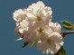Prunus Longipes Blushing Bride Flowering Cherry Tree 5-6ft Supplied in a 7.5 Litre Pot