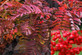 Sorbus Embley Japanese Mountain Ash Tree 5-6ft Supplied in a 7.5 Litre Pot