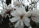 Magnolia Stellata Plant Tree Extra Large 3-4ft Supplied in a 7.5/10 Litre Pot