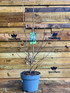 Magnolia Stellata Plant Tree Extra Large 3-4ft Supplied in a 7.5/10 Litre Pot