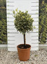 Euonymus Bravo Evergreen Standard Tree 100cm+ Tall Supplied in a 15 Litre Pot