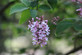 Syringa Miss Kim Dwarf Lilac Bush 40-60cm Large Supplied in a 3 Litre Pot