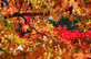 Liquidambar Styraciflua Gum Ball 1/4 Standard Lollipop Ornamental Tree 100cm