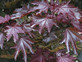 Acer Crimson Sentry Maple Tree 5-6ft Tall Supplied in a 7.5 Litre Pot