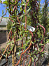 Salix Scarlet Curls Twisted Willow Tree 5-6ft Tall Supplied in a 7.5 Litre Pot by Directplants
