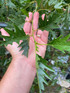 Alnus Laciniata Cut Leaf Alder Tree 5-6ft Tall Supplied in a 7.5 Litre Pot