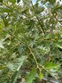 Alnus Laciniata Cut Leaf Alder Tree 5-6ft Tall Supplied in a 7.5 Litre Pot