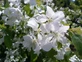 Malus John Downie Crab Apple Fruit Tree 5ft Tall Supplied in a 7.5 Litre Pot by Directplants