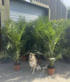 2x Extra Large 6ft Matching Phoenix Date Palm Trees By Direct Plants