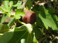 3ft Tall Patio Ficus Little Mis Figgy Fig Tree Fruit Plant Supplied in a 3 Litre Pot