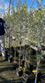 Olea Europaea Hardy Outdoor Garden Olive Tree 6ft Tall By Direct Plants