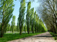 3x Large Populus Nigra Poplar Italica Hedging Trees 6ft Tall in Pots By Direct Plants