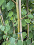 3x Alnus Aurea Golden Alder Trees 5-6ft Tall By Direct Plants