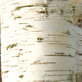 3x Extra Large Silver Birch Trees 6-7ft Tall Supplied in Pots By Direct Plants
