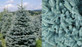 Picea Pungens Edith Blue Colorado Spruce Tree 2.5-3ft Large in a 7.5 Litre Pot