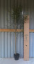 Large Betula Pendula Silver Birch Tree 5-6ft Tall in 7.5L Pot – Elegant White Bark & Autumn Colour By Direct Plants