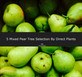 5 Mixed Pear Fruit Trees 100-125cm Tall By Direct Plants