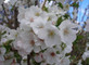 Prunus Snow Goose White Flowering Cherry Blossom Tree 5-6ft Tall