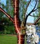 Prunus Tibetica 5-6ft Tall Tibetan Birch Bark Flowering Cherry Tree