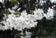 Prunus Autumnalis White Cherry Blossom Tree 5-6ft Tall | By Direct Plants