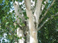 3x 5-6ft Betula Snow Queen White Stem Himalayan Birch Trees in Pots By Direct Plants