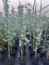 Large Eucalyptus French Blue Tree 100-120cm in a 7.5 Litre Pot By Direct Plants