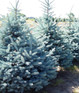 Picea Pungens Koster Blue Colorado Spruce Tree 2.5ft-3ft Tall in a 7.5 Litre Pot By Direct Plants