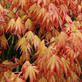 Large Patio Acer Palmatum Orange Dream 3-4ft on Stem Japanese Maple Tree By Direct Plants