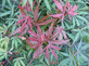 Large Patio Acer Palmatum Jerre Schwartz 3-4ft on Stem Japanese Maple Tree By Direct Plants