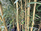 Extra Large Bamboo Aureos Spectabilis Green & Gold Striped 6ft Tall in a 10/12 Litre Pot By Direct Plants