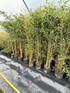 Extra Large Bamboo Aureos Spectabilis Green & Gold Striped 6ft Tall in a 10/12 Litre Pot By Direct Plants
