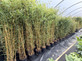 Extra Large Bamboo Aureocaulis Gold 6ft Tall in a 10/12 Litre Pot By Direct Plants