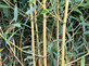 Extra Large Bamboo Aureocaulis Gold 6ft Tall in a 10/12 Litre Pot By Direct Plants