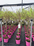 2x Salix Flamingo Nishiki Standard Trees Large 3-4ft Supplied in 3/5 Litre Pots By Direct Plants