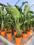 Extra Large Strelitzia Bird of Paradise Tree 4-5ft Tall in a 5/7 Litre Pot By Direct Plants
