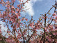 Prunus Okame Cherry Blossom Tree 5-6ft Tall in a 7.5 Litre Pot | By Direct Plants