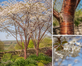 Prunus Tibetica Birch Bark Cherry Tree 6ft Tall in a 7.5 Litre Pot | By Direct Plants