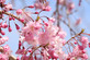 Prunus Kiku Shidare Sakura Cheals Weeping Japanese Flowering Cherry Tree 5-6ft In a 7.5 Litre Pot By Direct Plants