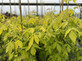 Patio Acer ‘Kelly’s Gold’ Tree | Large Bush 4ft in 7.5 Litre Pot | By Direct Plants