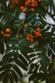 Sorbus Apricot Queen Mountain Ash Tree 5-6ft in a 7.5 Litre Pot By Direct Plants