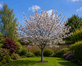 Prunus Chocolate Ice Flowering Cherry Tree 5-6ft in a 7.5 Litre Pot By Direct Plants