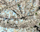 Prunus Chocolate Ice Flowering Cherry Tree 5-6ft in a 7.5 Litre Pot By Direct Plants