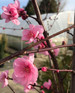 Prunus Spring Glow Purple Leaf Blossom Tree 6ft in a 7.5 Litre Pot | By Direct Plants