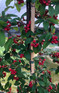 Cotoneaster Hybridus Pendulus Weeping Tree 5-6ft Tall in a 7.5 Litre Pot| By Direct Plants