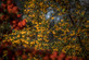 Cotoneaster Rothschildianus Evergreen Yellow Berry Tree 5-6ft Tall | By Direct Plants