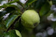 Apple Grenadier 6ft Tall Supplied in a 12 Litre Pot by DirectPlants