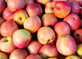 Apple Royal Gala Fruit Tree 6ft Tall Supplied in a 12 Litre Pot by Directplants