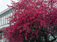 Prunus Colingwood Ingram 6ft Tall Supplied in a 12 Litre Pot by DirectPlants