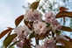 Prunus Pink Parasol 6ft Tall Supplied in a 12 Litre Pot by DirectPlants